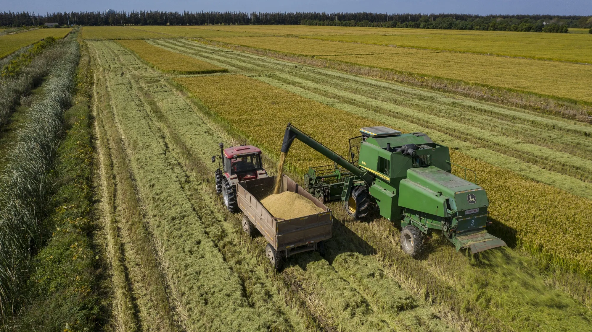 Harvested rice is deposited in a grain hauler tractor in Shanghai.