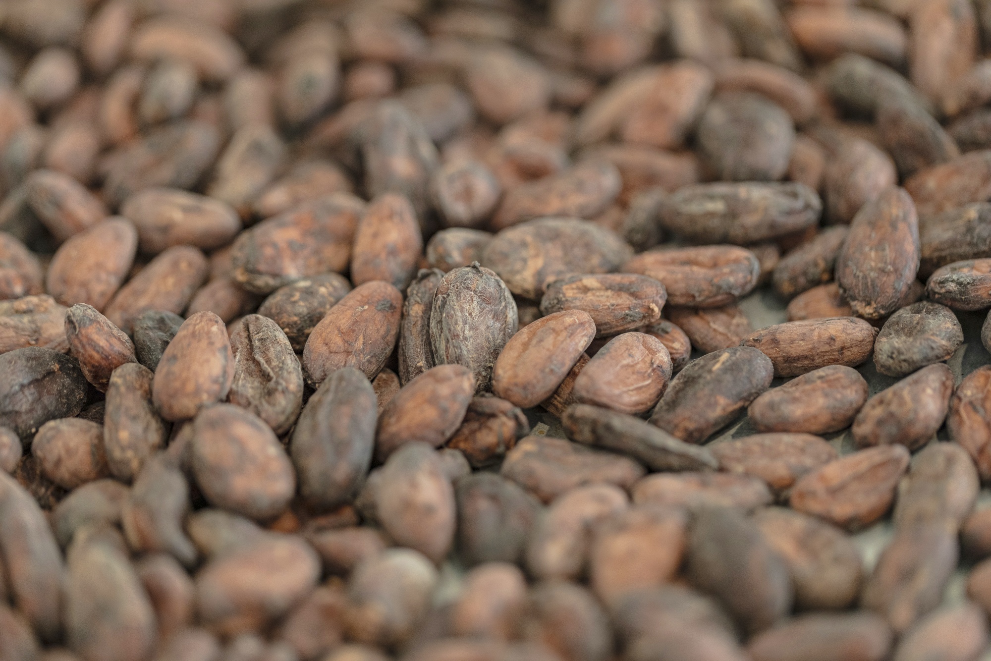 Ghana Considers Hiking Cocoa Farmgate Price to Curb Smuggling Bloomberg