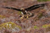 relates to The U.K. Space Agency Has a Scottish Peat Bog Problem