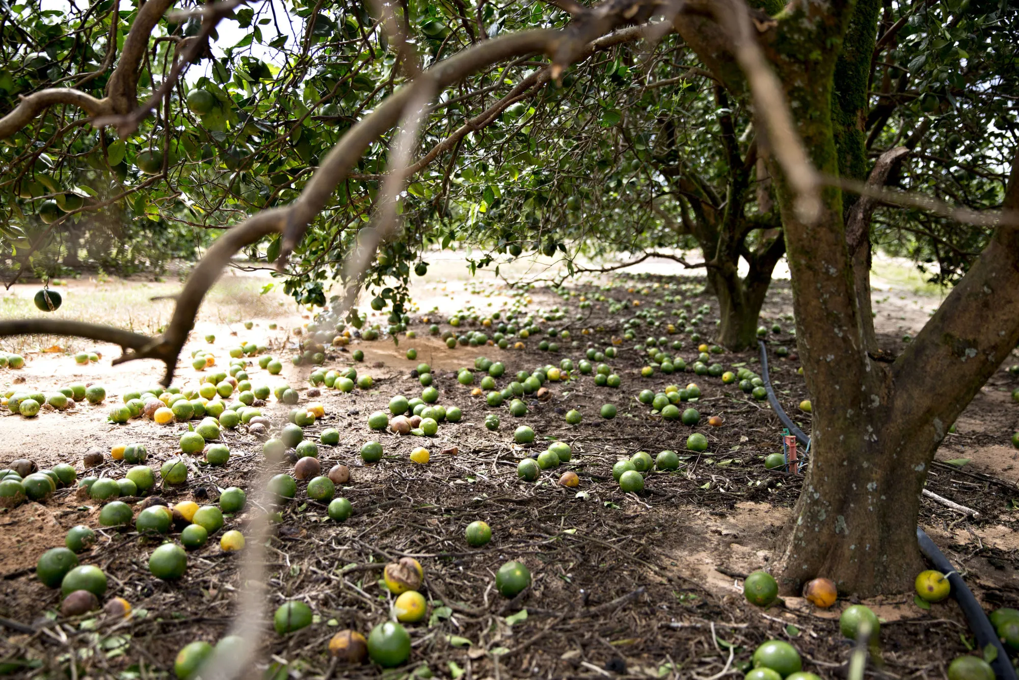 Oranges sit on the ground after Hurricane Irma&nbsp;in Frostproof, Florida, on Sept. 11, 2017.&nbsp;
