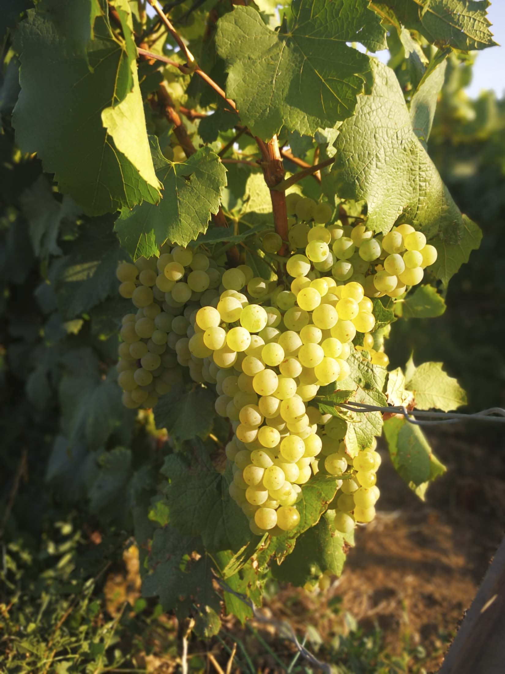 French Winemakers Cheer ‘Incredible’ 2018 Vintage During Harvest ...