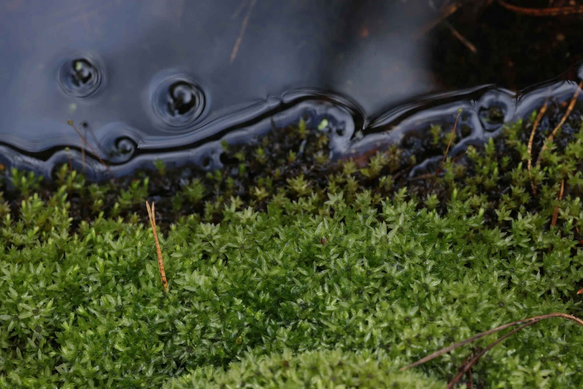 Nevertheless, moss persisted.