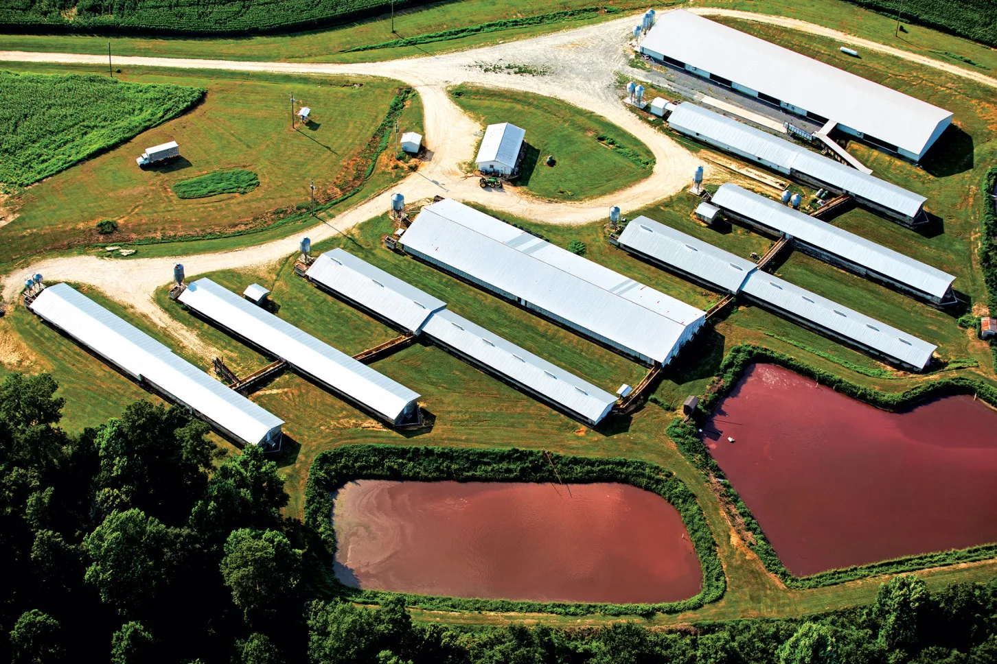 A hog feedlot in Duplin County, N.C.

