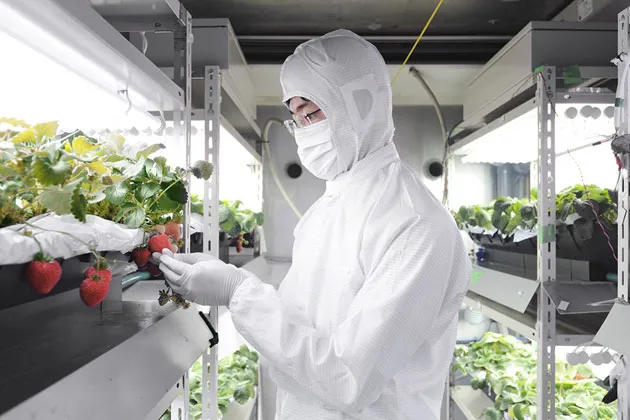 The hermetically sealed grow lab is a proving ground for agricultural technology Sharp hopes to sell. The lab is stocked with components made by Sharp, including the lights, sensors, and air purifier