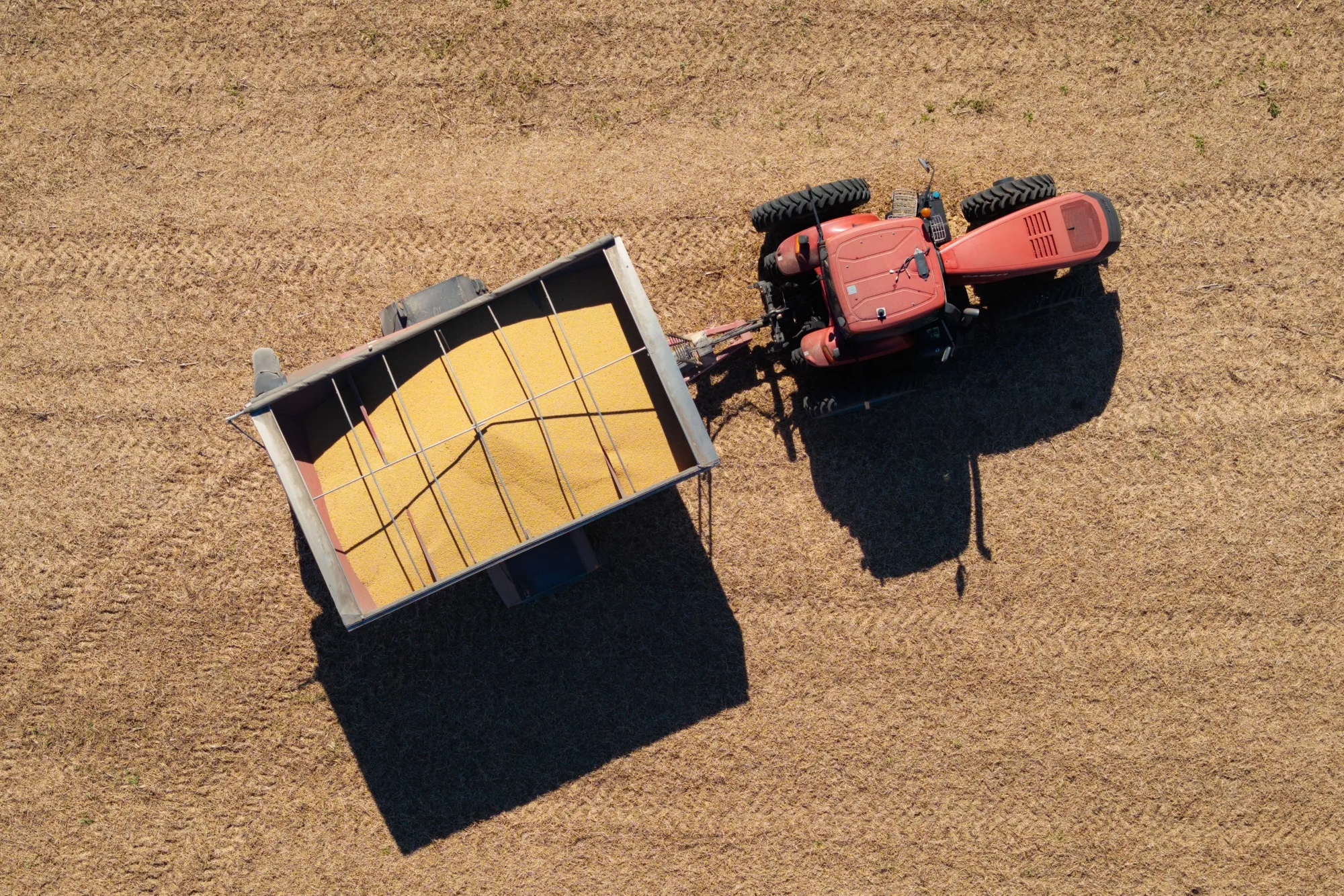A soybean harvest in Minnesota, US.