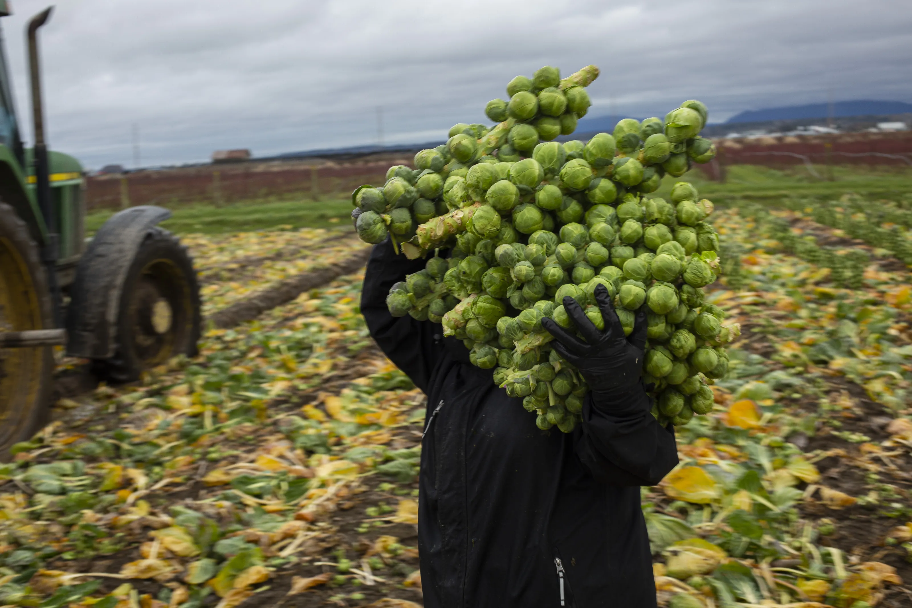 Operations During A Brussels Sprouts Harvest
