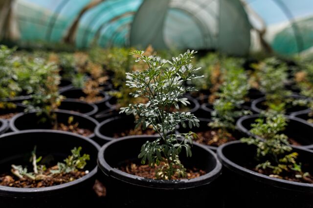 The Fringed Rue native plant at the nursery.
