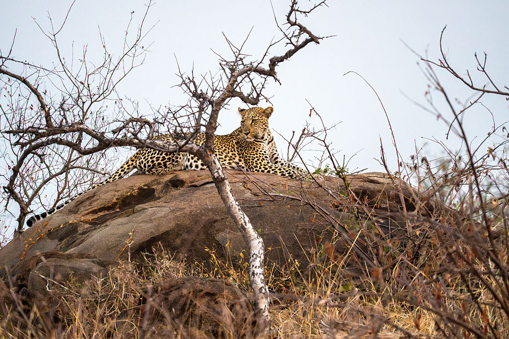 Leopard poses on a rock in Kruger National Park in South Africa in August 2025. Kruger National Park is one of Africa s largest nature reserves. Leopard pose sur un rocher dans le parc national Kruger en Afrique du Sud en aout 2025. Le parc national Kruger est l'une des plus grandes reserves naturelles d'Afrique. (Photo by Xavier Duvot / Hans Lucas / Hans Lucas via AFP) (Photo by XAVIER DUVOT/Hans Lucas/AFP via Getty Images) Photographer: XAVIER DUVOT/AFP