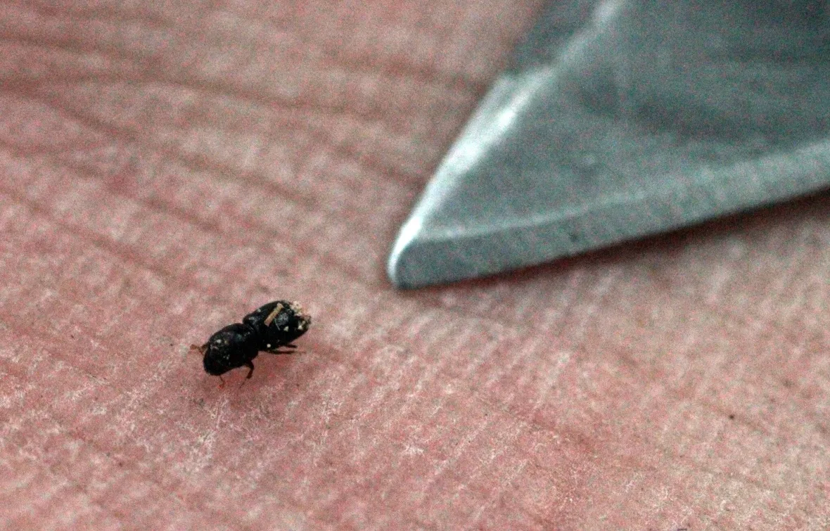 A polyphagous shot hole borer