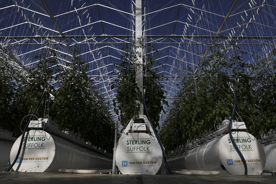 High-Tech Glasshouse Growing U.K. Tomatoes Calls Brexit a ‘Dream’