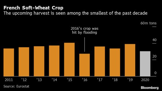 Wheat Forecasts Grow Bleaker for Europe’s Top Exporters