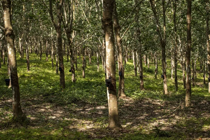 Latex drips into buckets attached to rubber trees at the Salala Rubber Corp. plantation in Liberia, in November 2024.