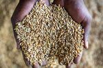 Grain And Corn Storage At Kaap Agri Ltd. Silos