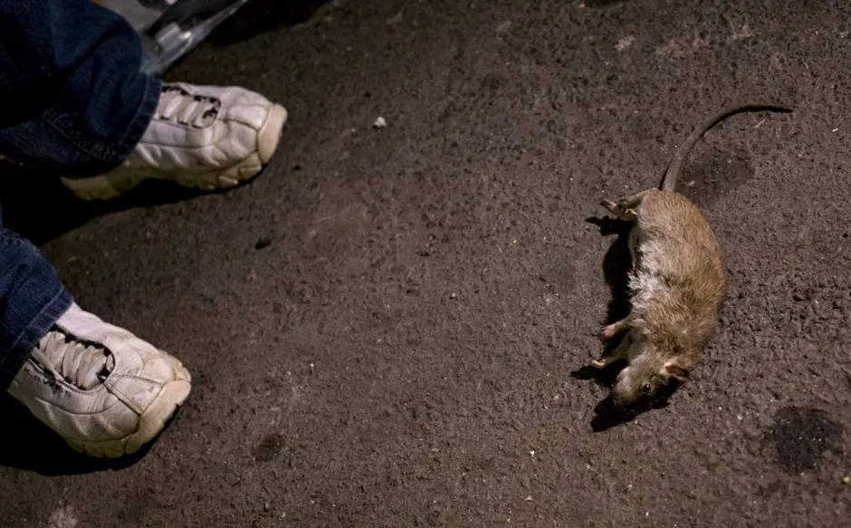 A dead rat at rest in a Manhattan alley.