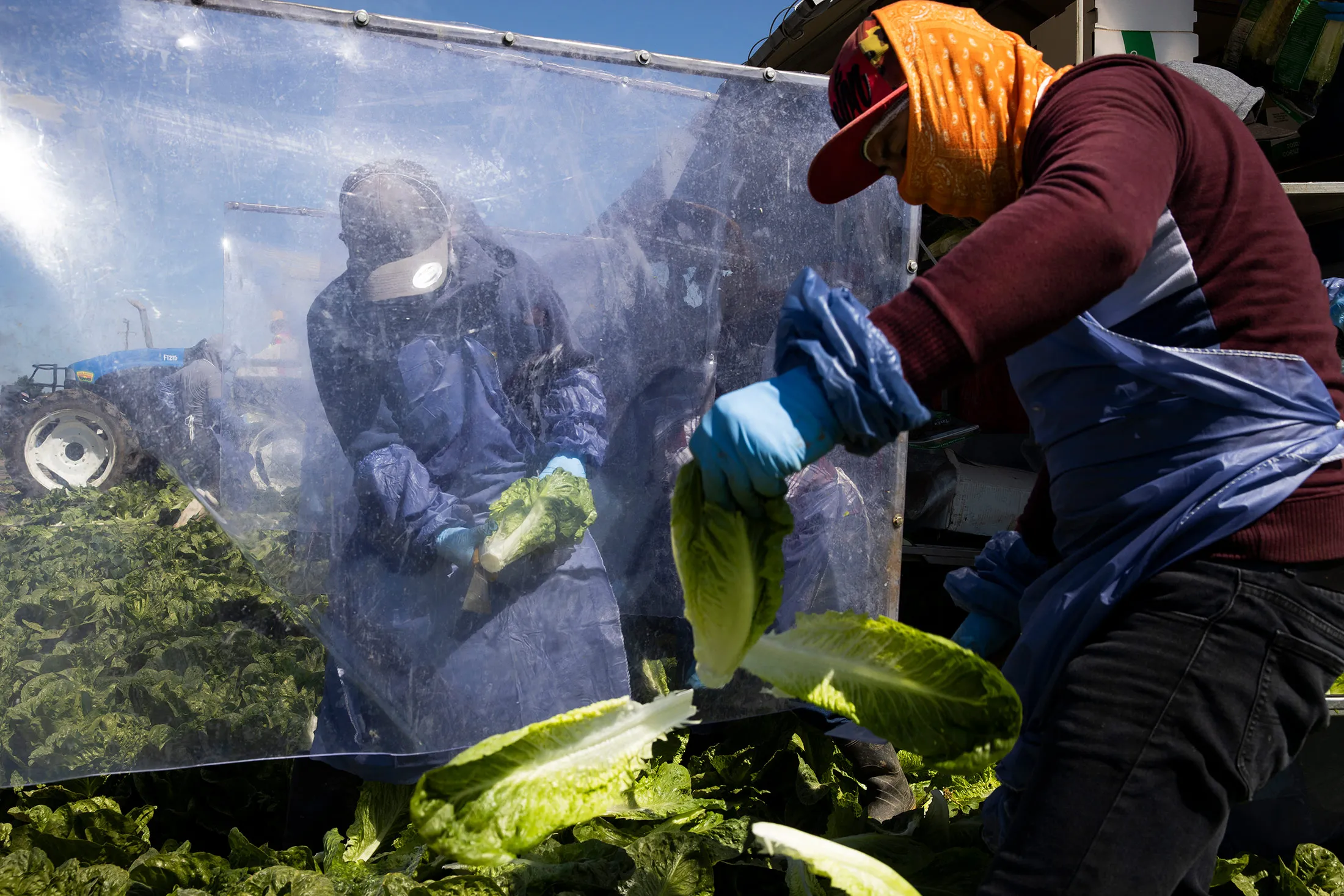 Farm laborers harvest romaine lettuce on a machine with plastic dividers in Greenfield, California, on April 27.
