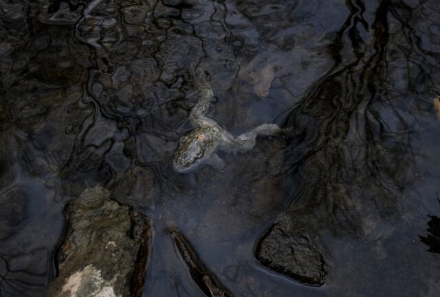 A dead frog in a creek in East Palestine on Feb. 20, 2023.