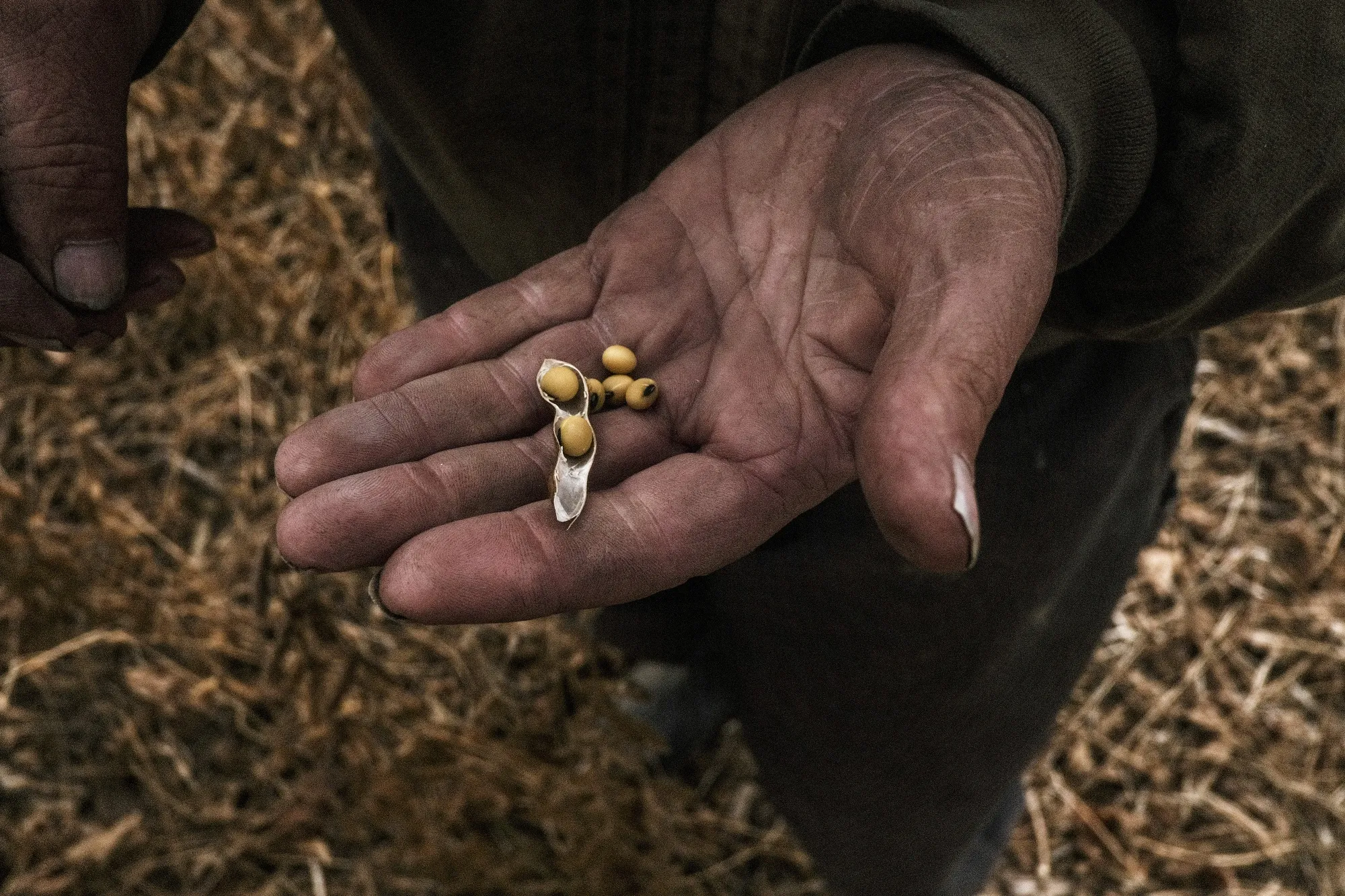 A worker holds soybeans during a harvest in Waynesfield, Ohio, US, on Sunday, Oct. 17, 2022.&nbsp;