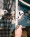 Feeding a tamarin.