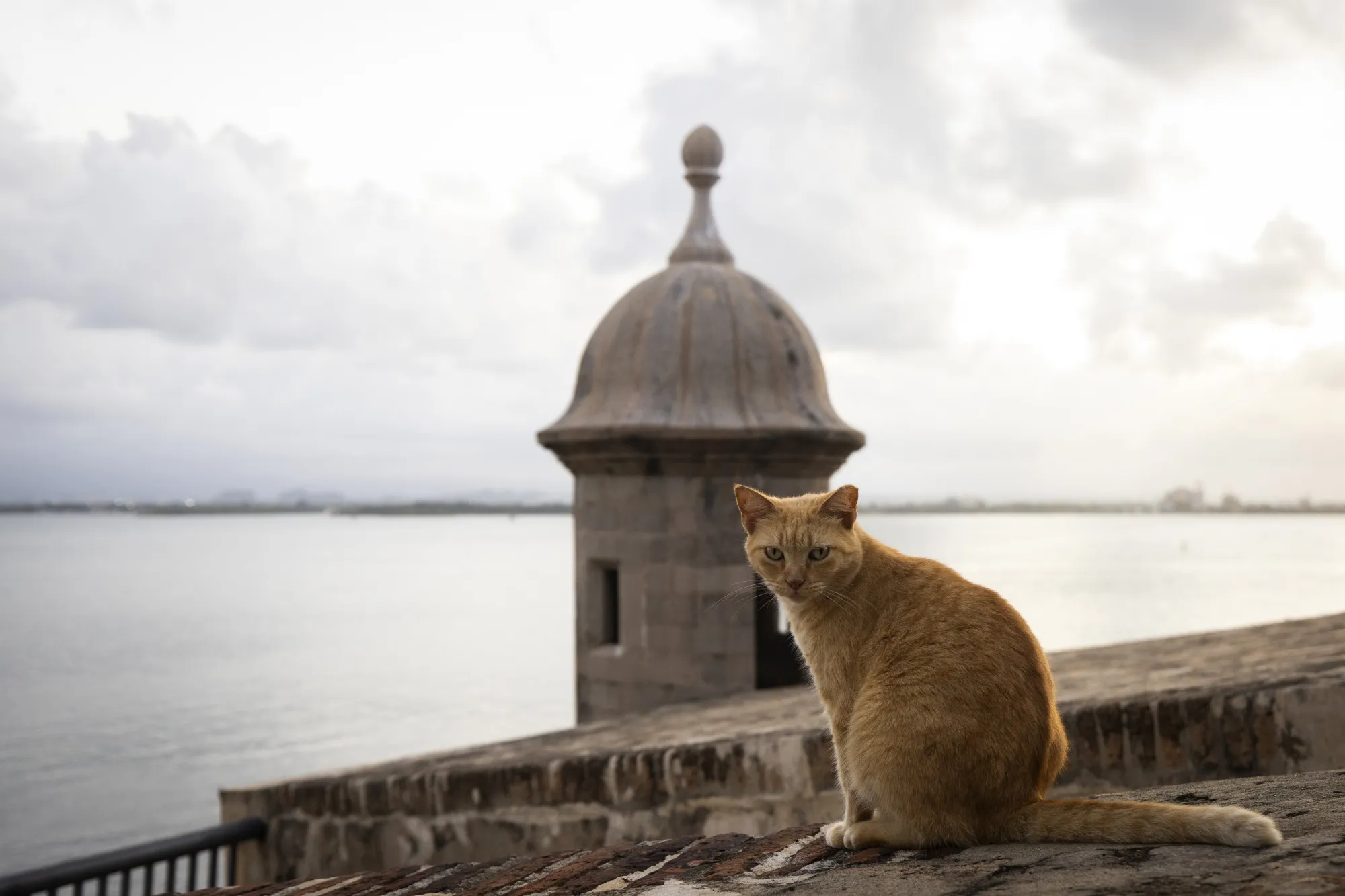 A stray cat sits on a wall in Old San Juan, Puerto Rico, Wednesday, Nov. 2, 2022. The famous felines that roam the historic area of Puerto Rico's capital and attract hordes of tourists will be removed, according to a plan that the U.S. National Park Service unveiled Tuesday, Nov. 28, 2023. (AP Photo/Alejandro Granadillo, File)