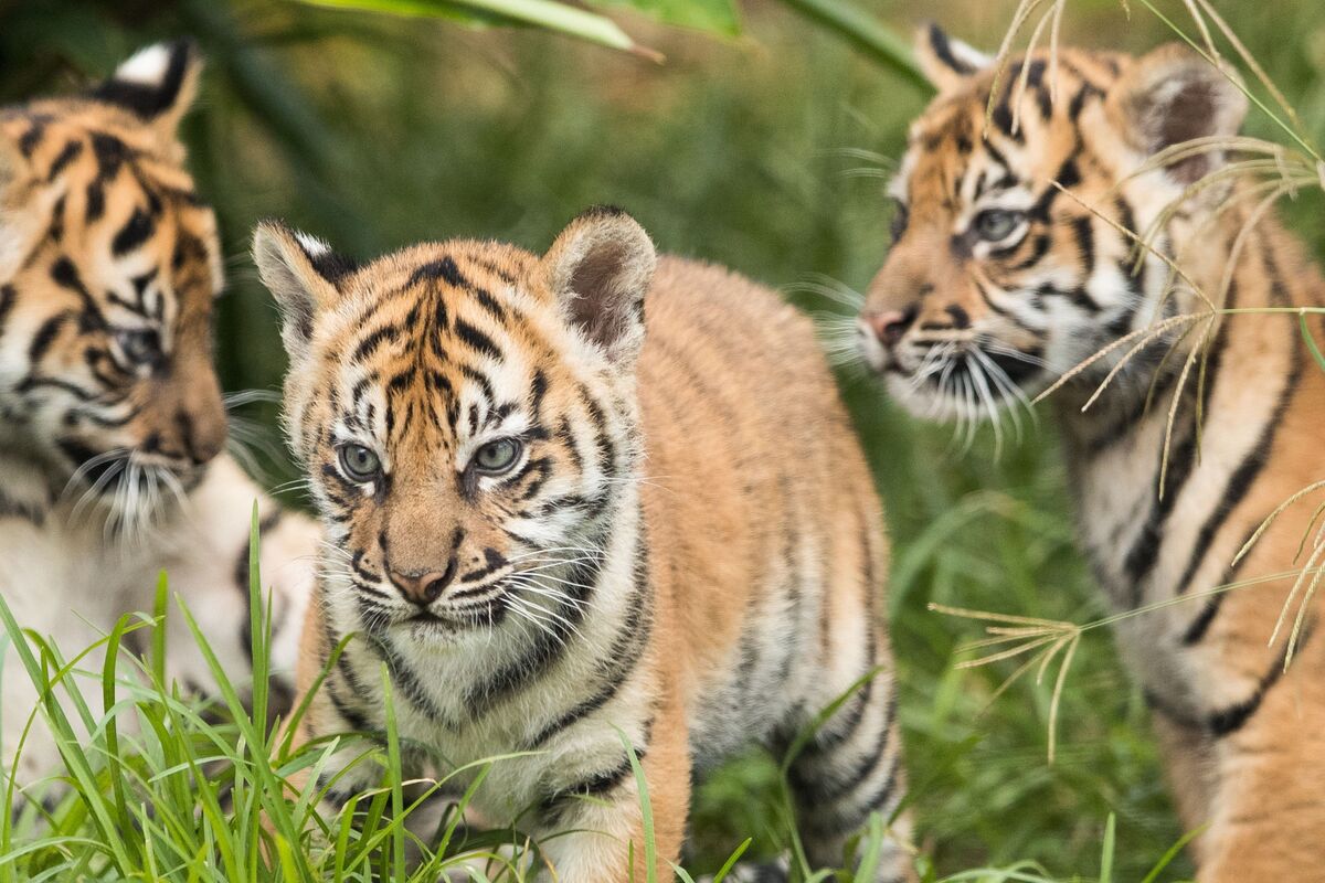 Tiger Cubs at Play, Sumatran Tiger cubs play-fighting at Au…