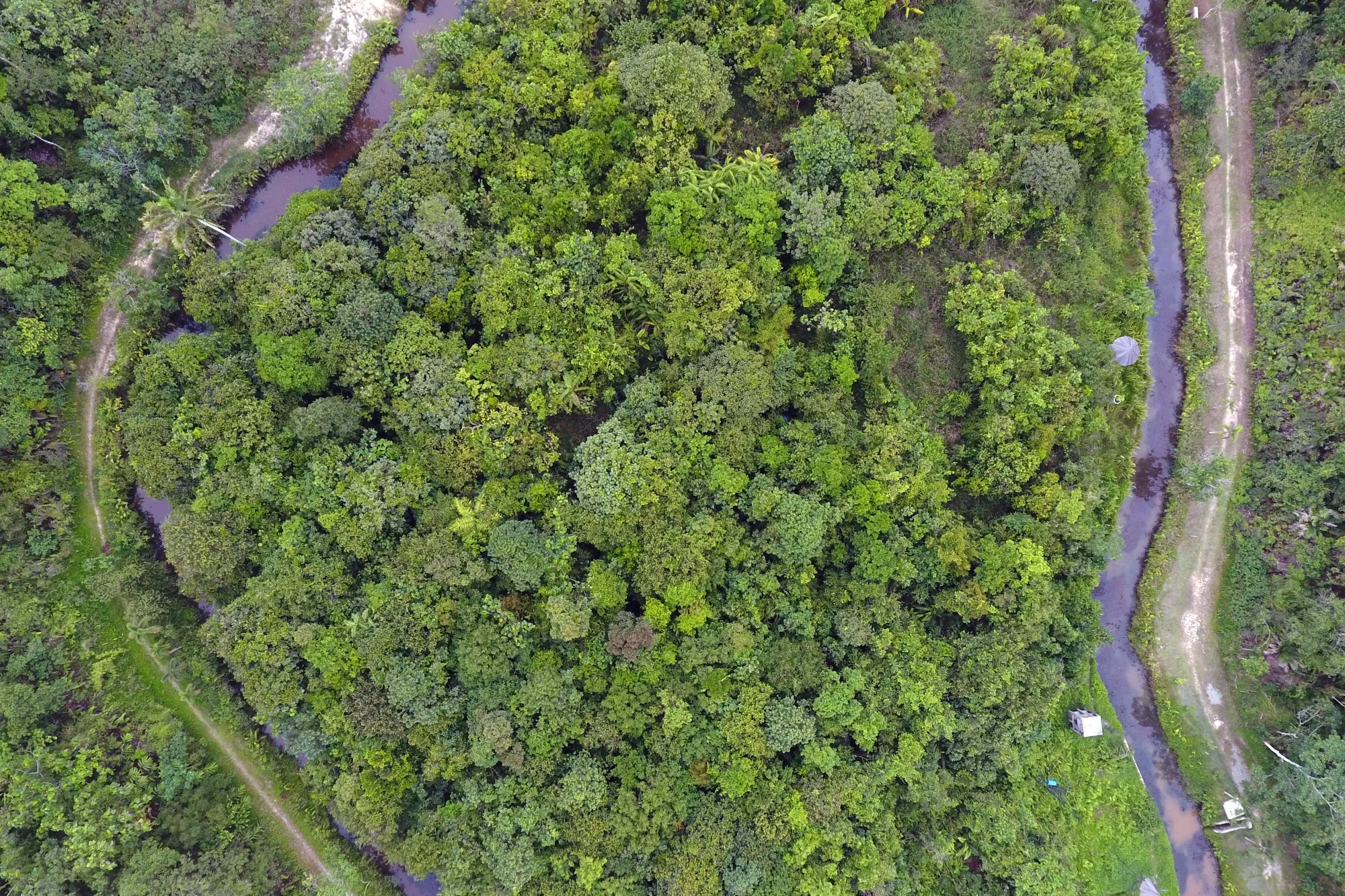 Aerial View Of A Tropical Rainforest