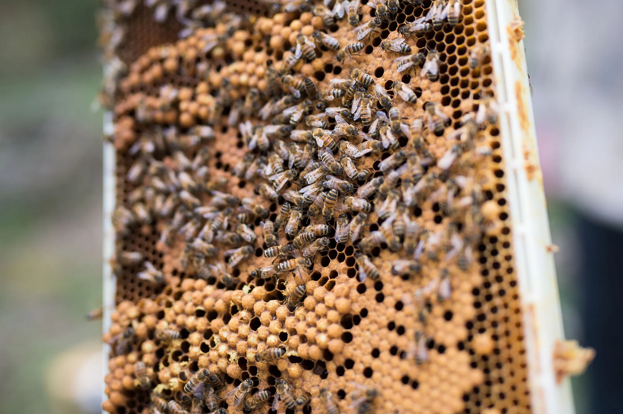 Honeybees May Be Dying in Larger Numbers Due to Climate Change - Bloomberg