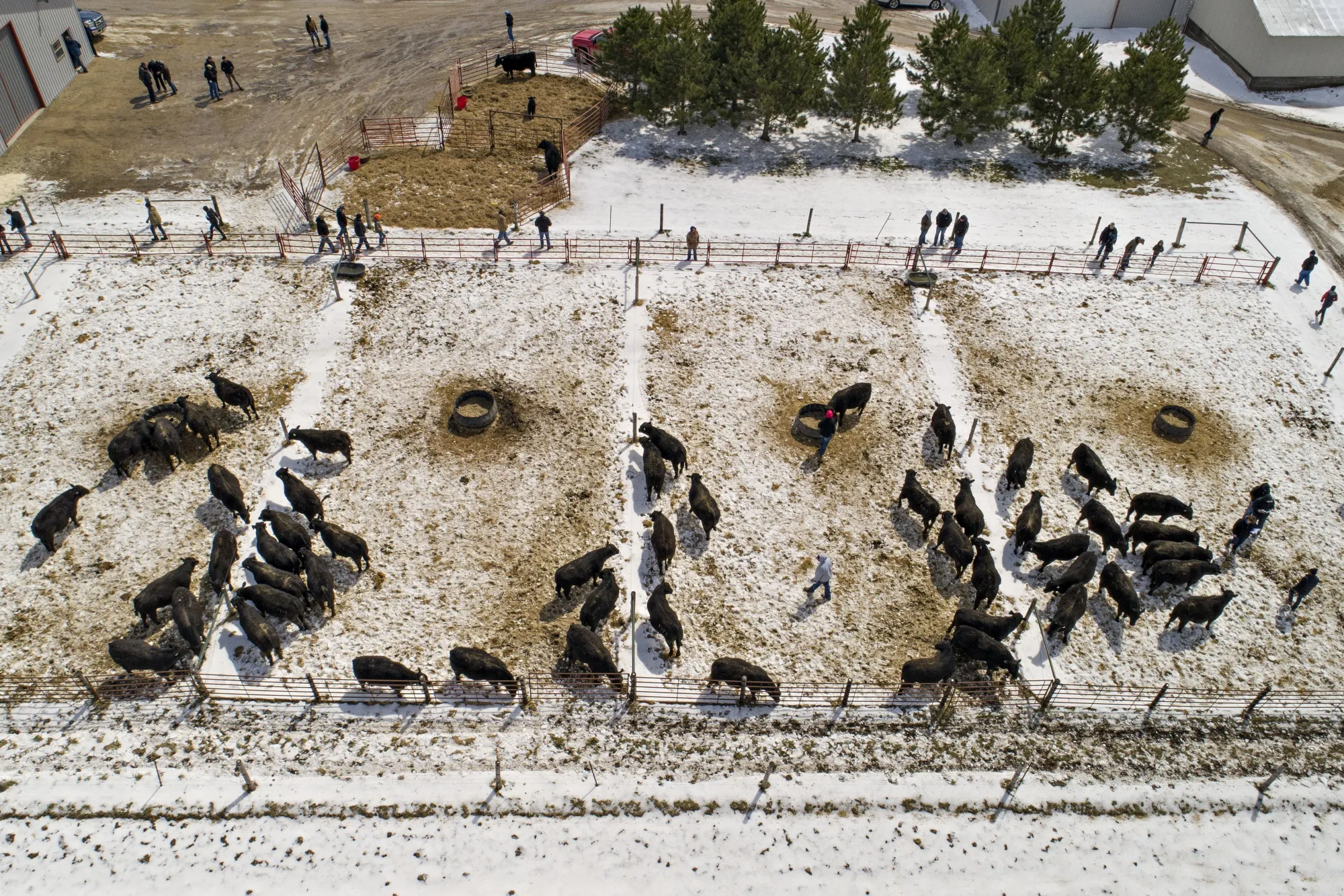 Potential bidders look over Angus bulls prior to an auction in this aerial photograph taken over at Woodhill Farms, in Viroqua, Wisconsin, U.S., on Saturday, April 13, 2019.