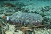Plastic Waste in the World's Oceans Could Double by 2030