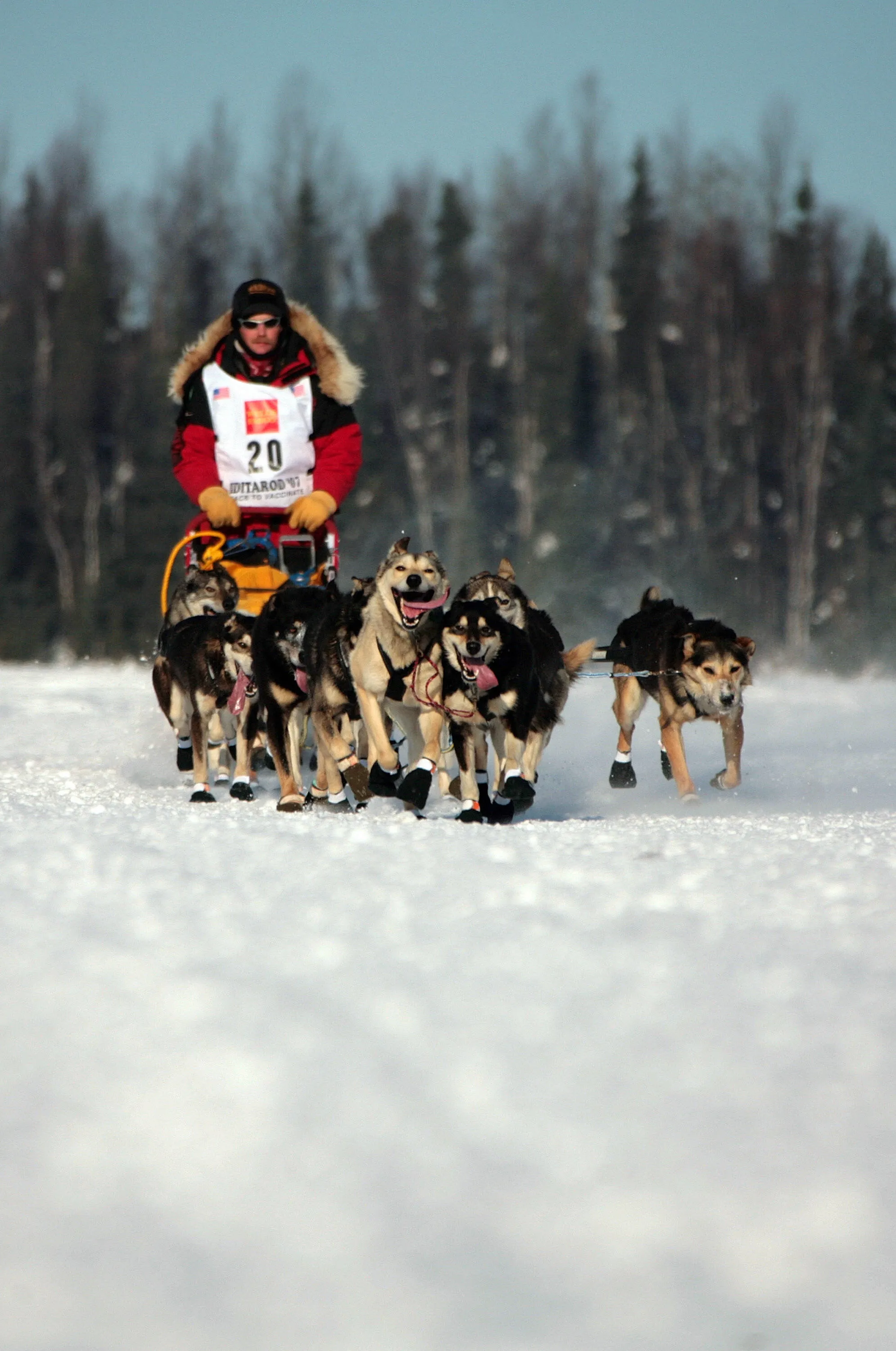 Huskies in Willow, Alaska.