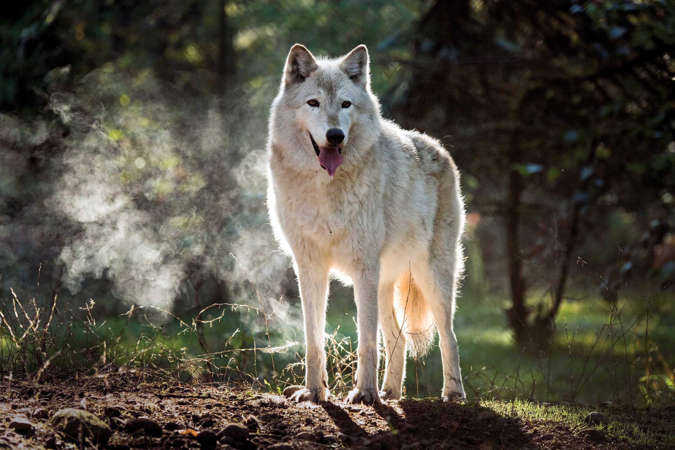 Delicate Dances With Conservationists Who Save Wolves in Washington 