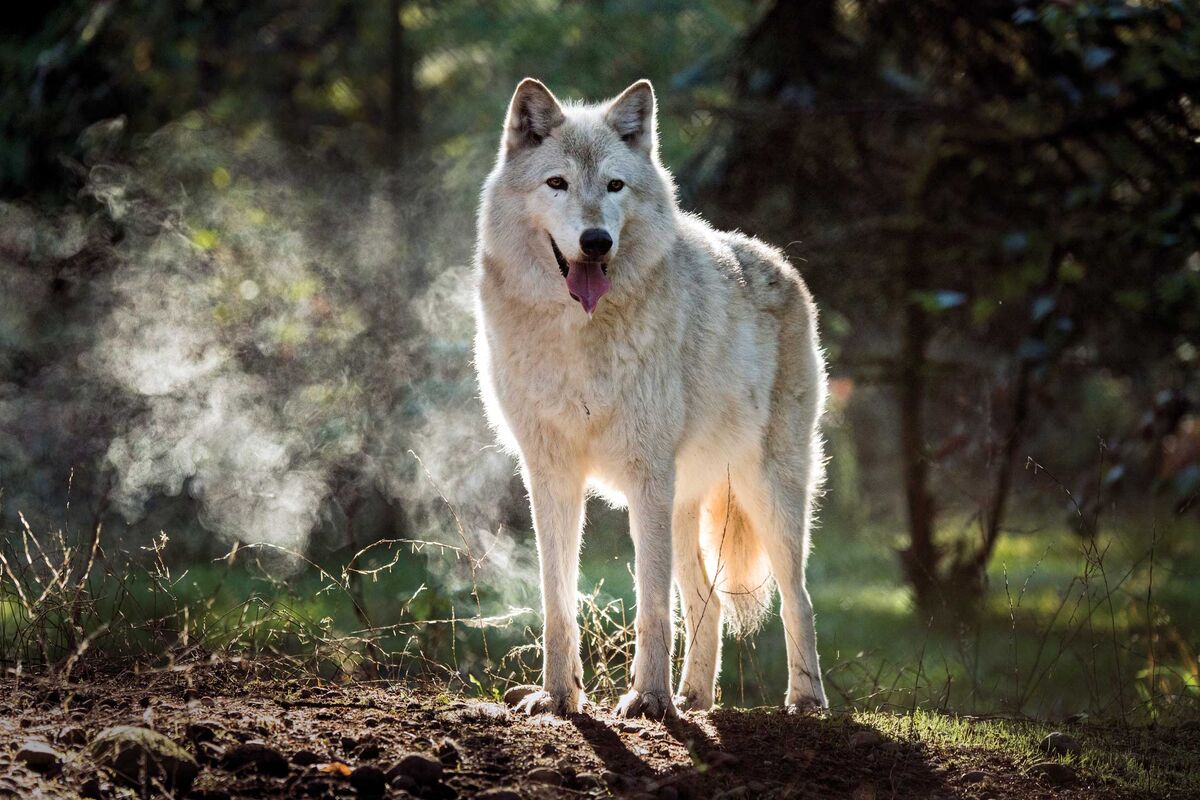 Berlin Gets Calls For Animal Control After People Identify As Dogs Gathered