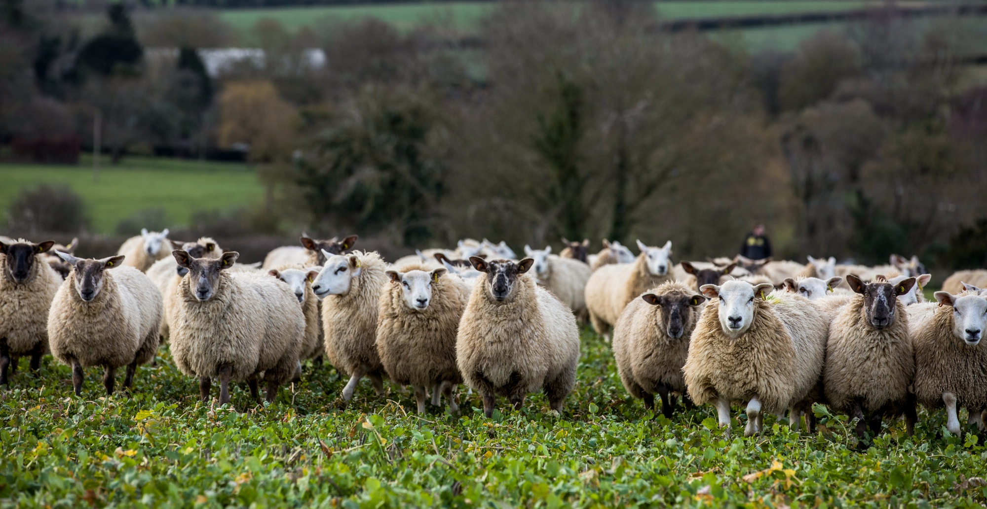 Sheep graze in a field near Basingstoke, U.K.&nbsp;