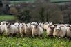 No-Deal Brexit Could Be Final Straw for U.K.'s Sheep Industry