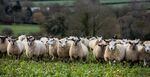 Sheep graze in a field near Basingstoke, U.K. 