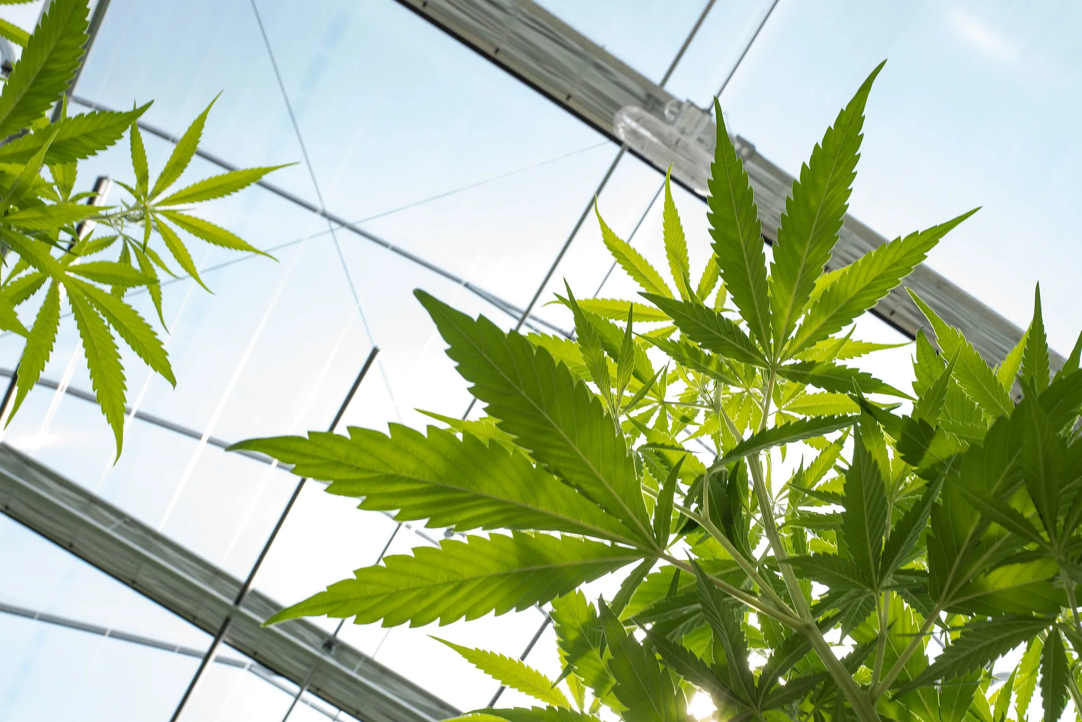 1473720134_marijuana-weed-cannabis-pot