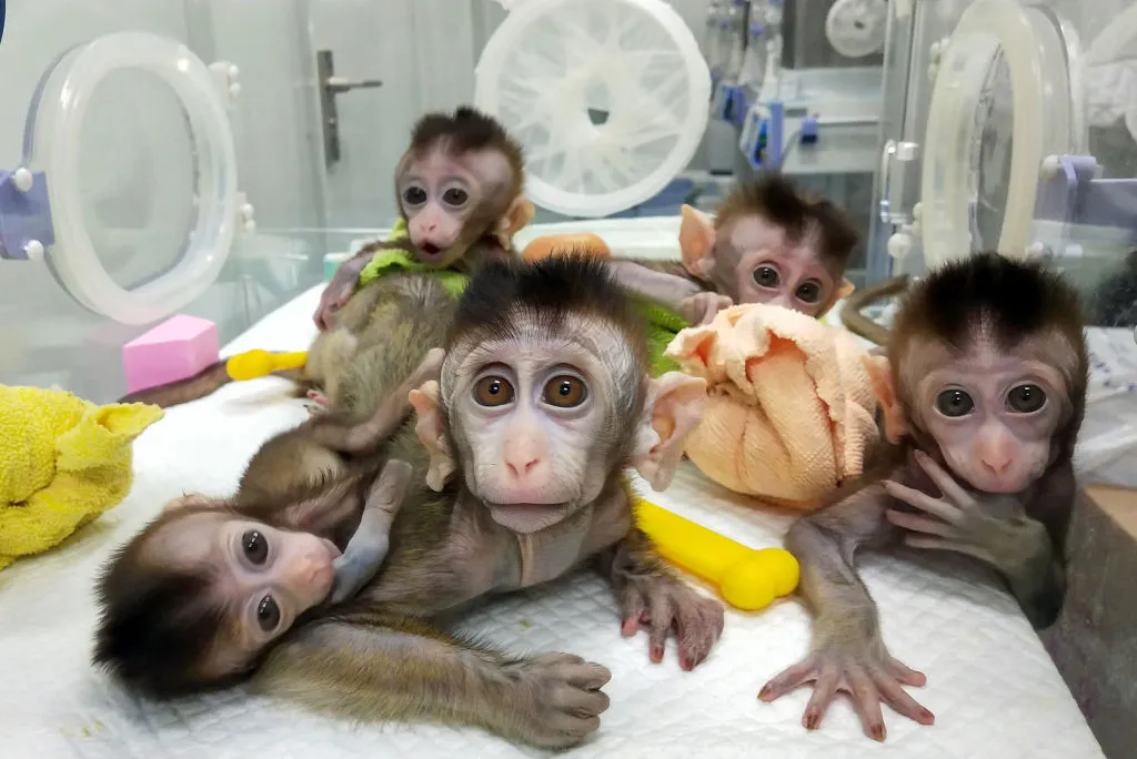 Chinese labs have fewer compunctions about animal research.&nbsp;