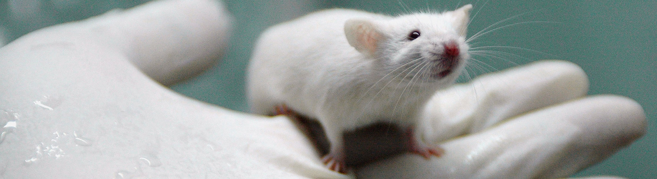 White Rats Used For Gene Therapy Research At The State Key Laboratory of Biotherapy