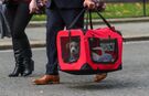 Dilyn, a Jack Russell puppy, is delivered to 10 Downing Street.
