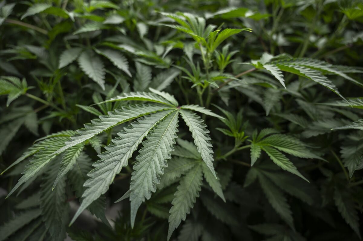 Trump Says Decision on Marijuana Classification Coming in Weeks