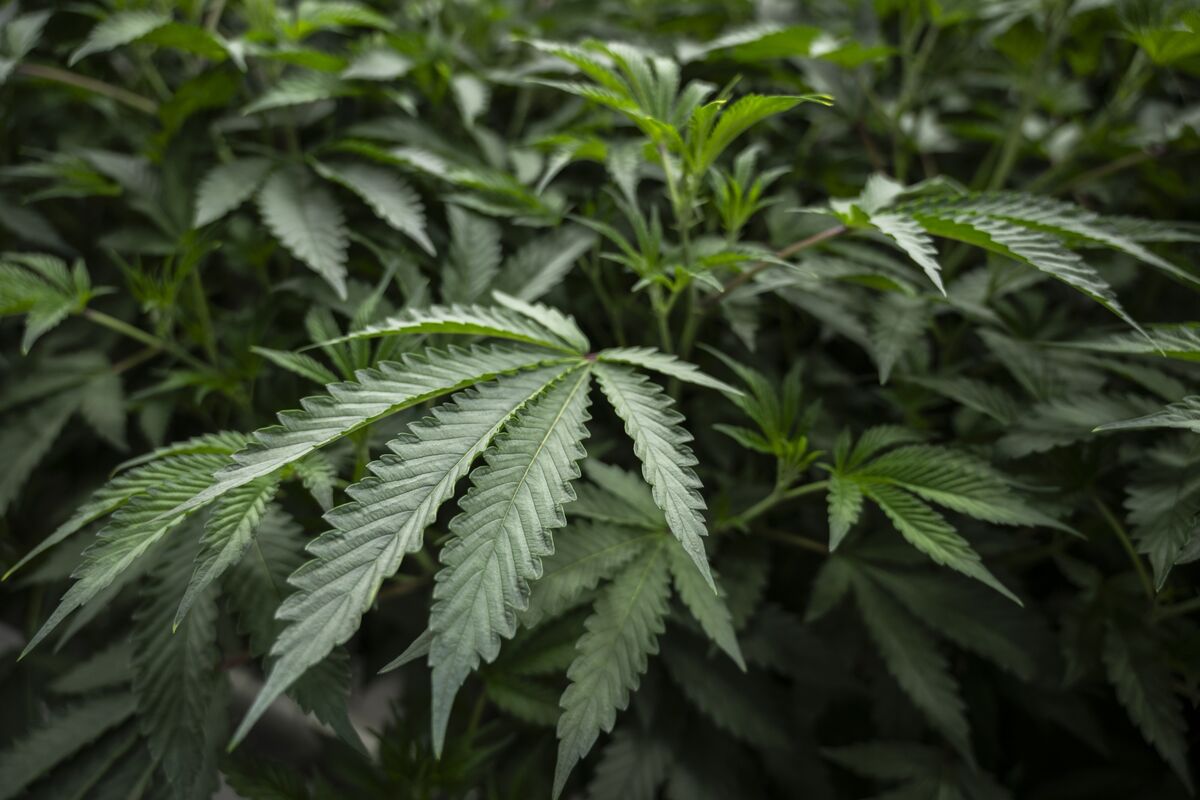 Trump Plans Marijuana Rescheduling Decision Within Weeks