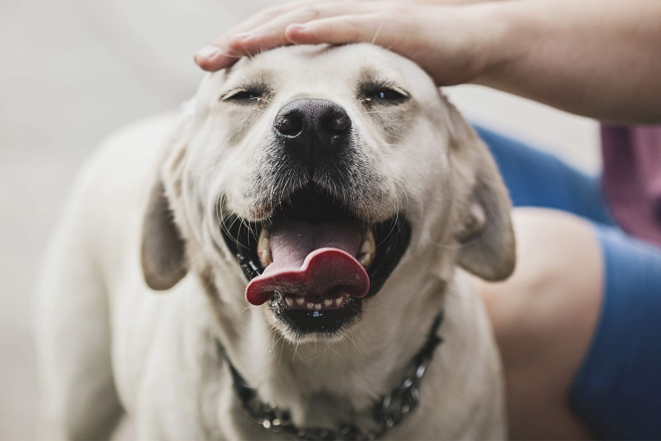 Owning a dog as a store single person