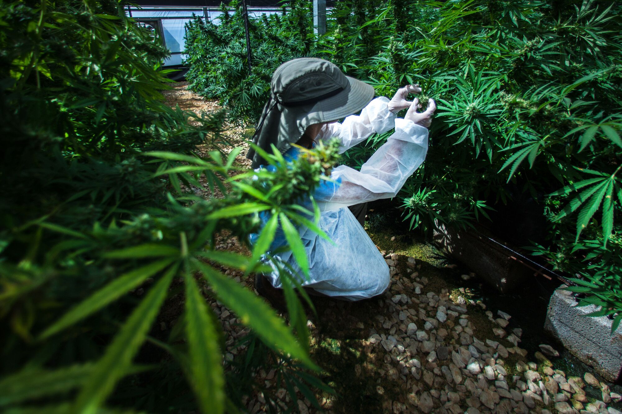 Canadian Pot Stocks Jump After Diageo Reported Discussing Deal