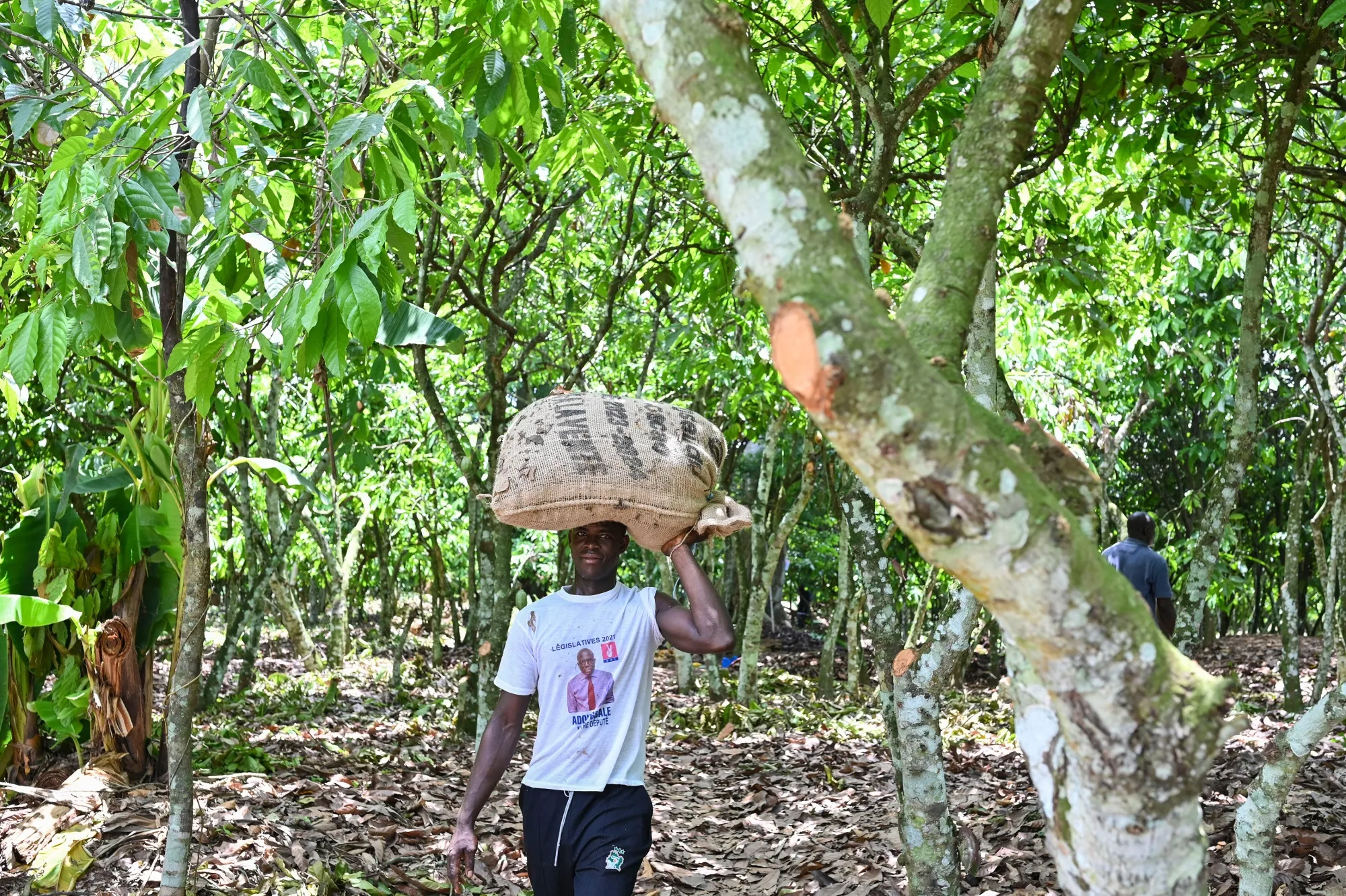 A farmer carries a bag of cocoa beans at a farm near Agboville, in Ivory Coast.