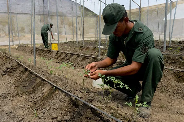 More likely to reap than sow.
