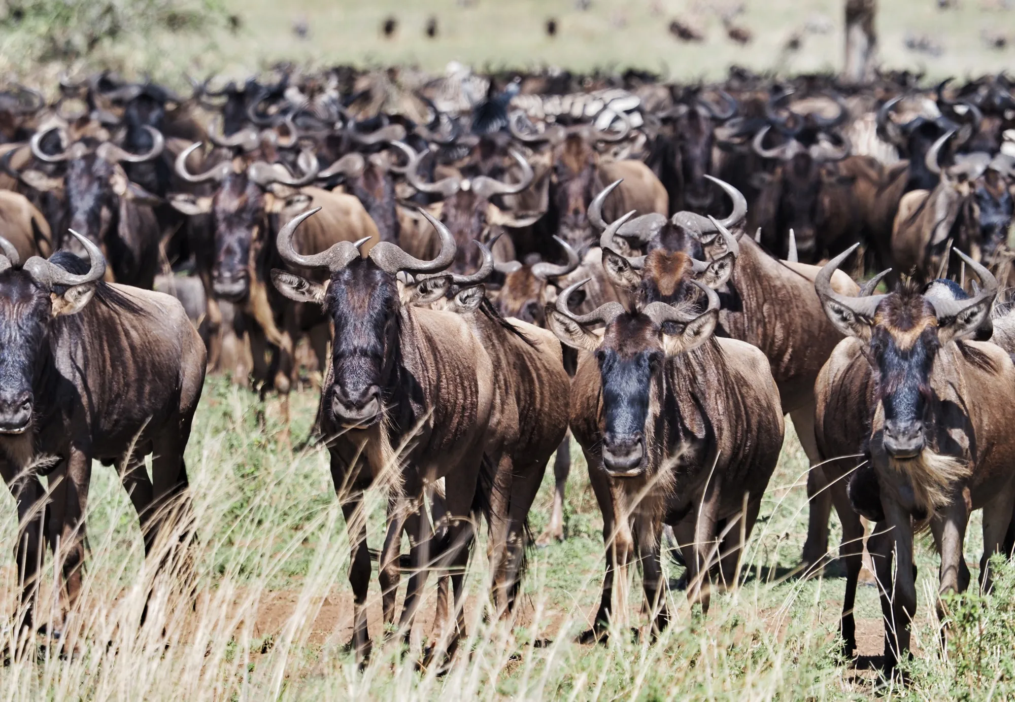 No gnus is not good news.