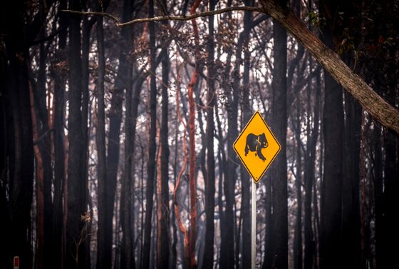 Koalas Could Be Classified ‘Endangered’ After Fires Decimate Population