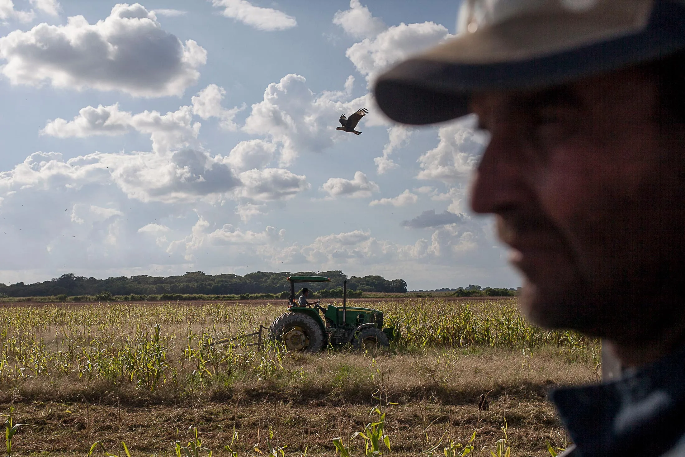 A tractor clears what was a cornfield near&nbsp;the town of Turén&nbsp;on Nov. 7. The acreage was unplanted due to a lack of seeds.