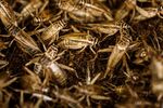 Crickets sit in plastic containers in a climate controlled growth room on the Siikonen family farm in Forssa, Finland, 2018.