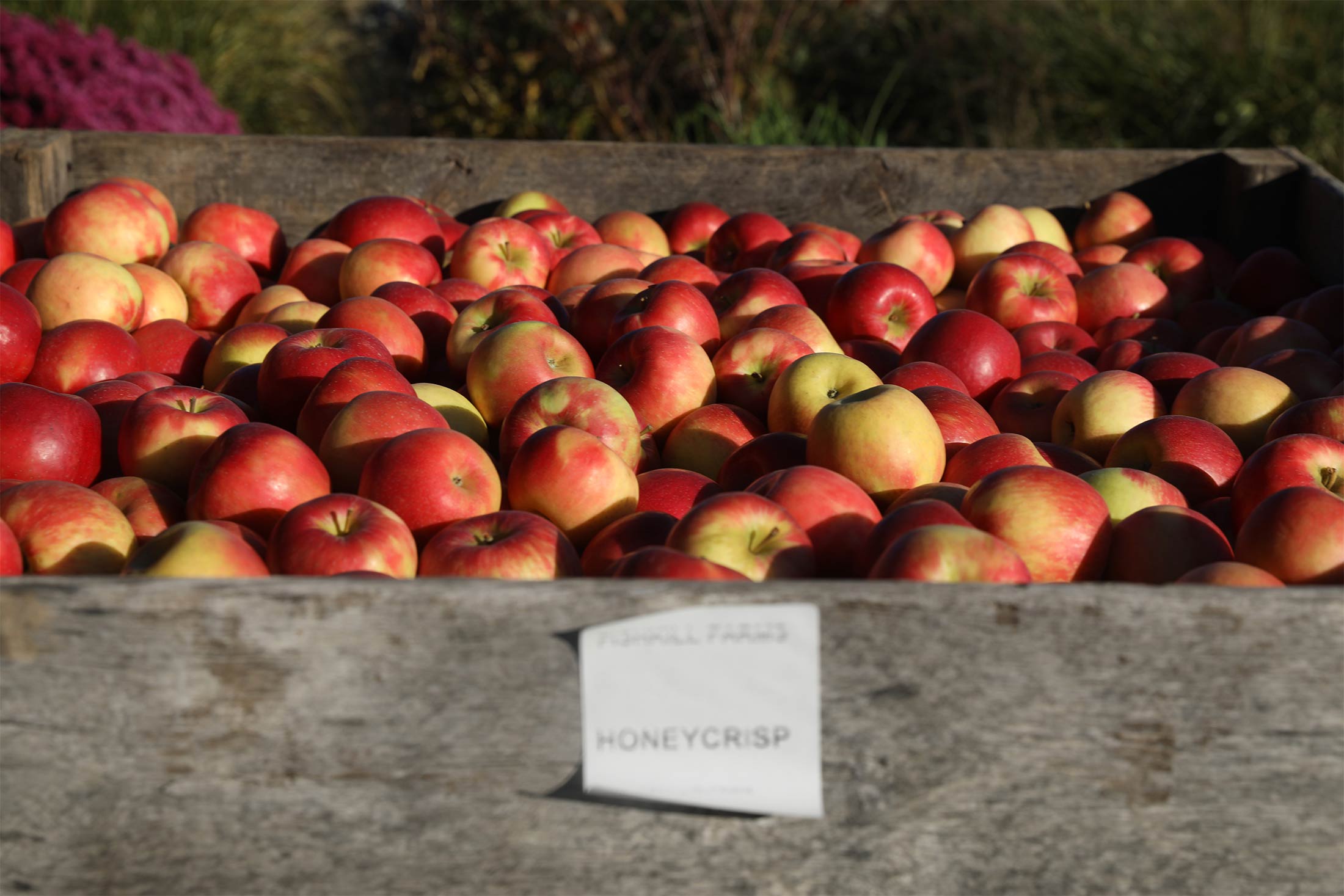 The Curse of the Honeycrisp Apple