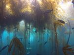 Bull kelp in California.&nbsp;